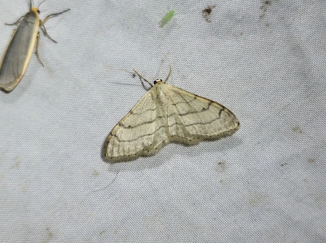 Idaea aversata - nagy sávosaraszoló
