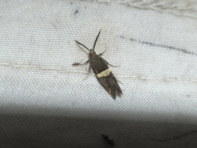 Eidophasia messingiella - kakukktormamoly