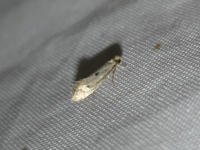 Tinea trinotella - hárompettyes fészekmoly