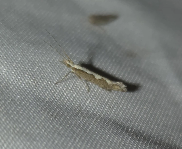 Plutella xylostella - káposztamoly