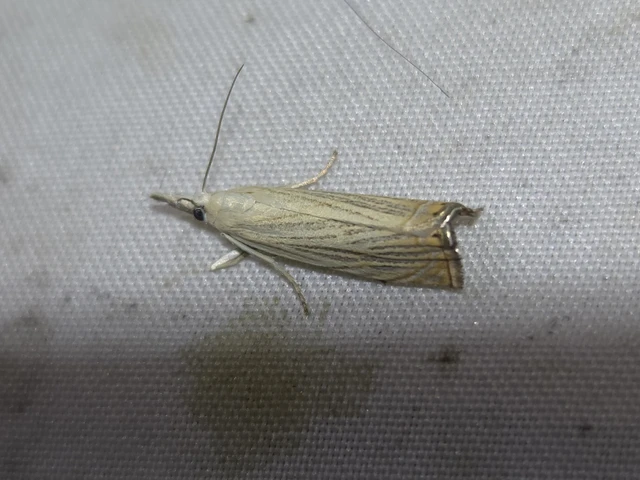 Chrysoteuchia culmella - kerti fűgyökérmoly