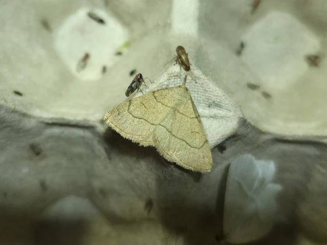 Paracolax tristalis - sárgás karcsúbagoly