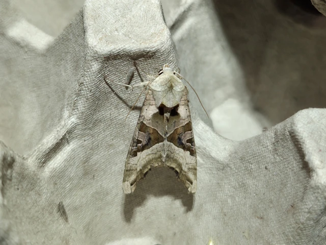 Phlogophora meticulosa - vándorló csipkésbagoly