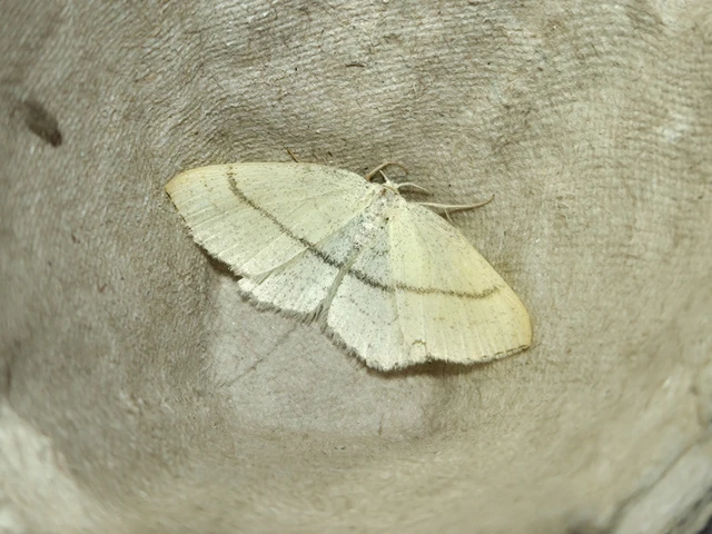 Cyclophora linearia - vonalas pettyesaraszoló