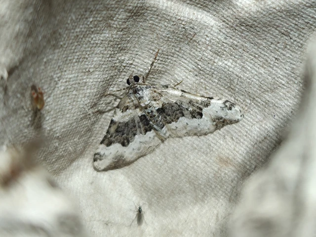 Epirrhoe galiata - sávos galajaraszoló