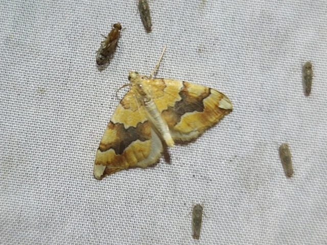 Cidaria fulvata - rózsaaraszoló