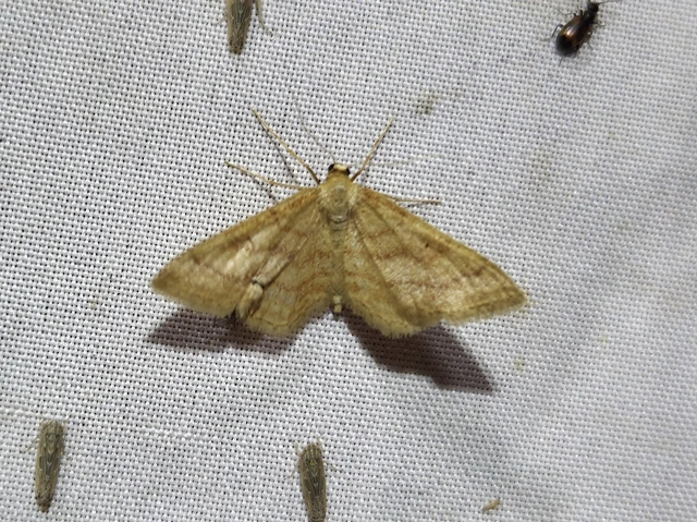 Idaea ochrata - okkerszínű sávosaraszoló