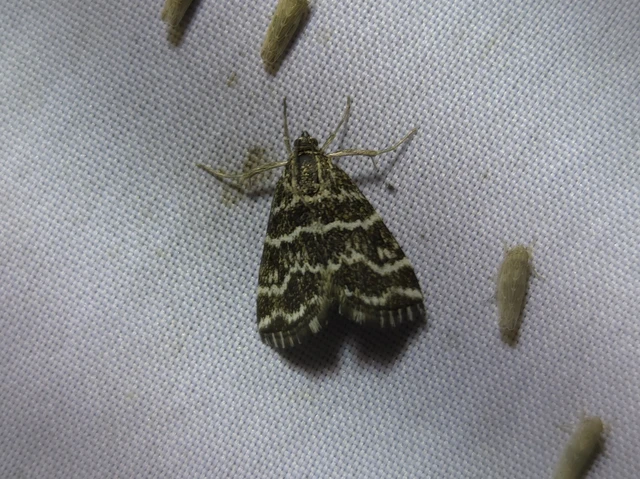 Evergestis alborivulalis - keleti kormosmoly