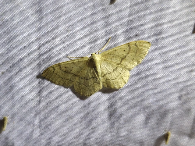 Idaea aversata - nagy sávosaraszoló