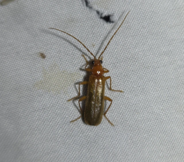 Rhagonycha