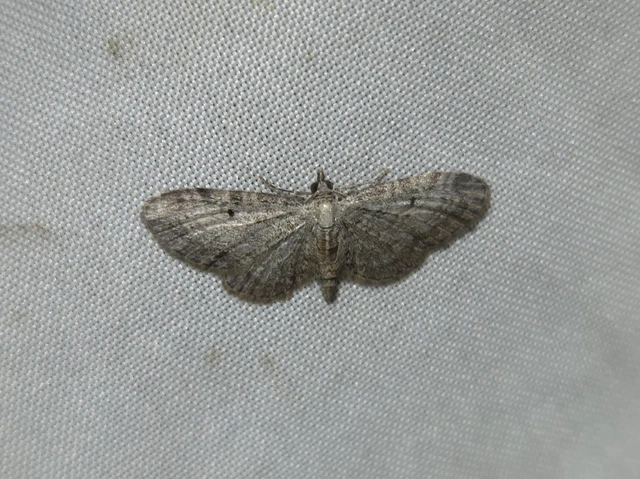 Eupithecia tenuiata - sötétszegélyű törpearaszoló