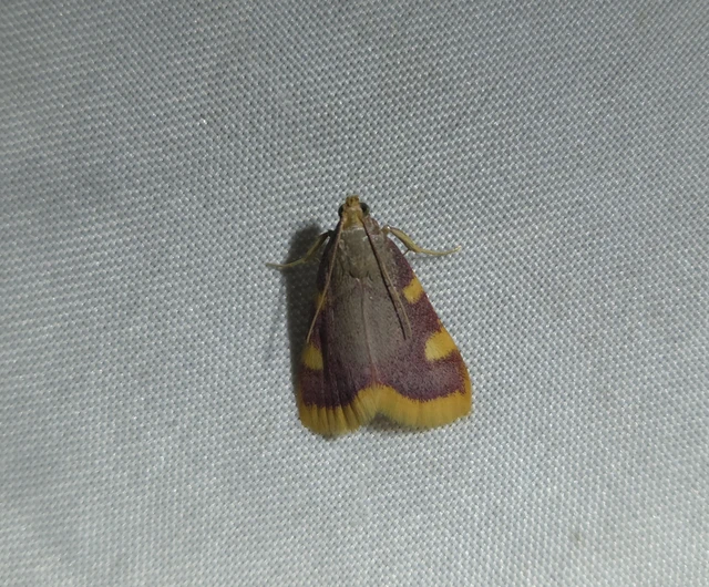 Hypsopygia costalis - szénailonca