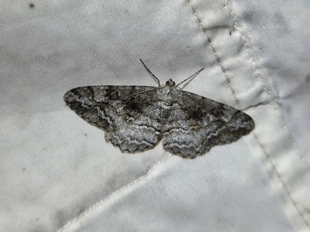 Alcis repandata - foltos faaraszoló