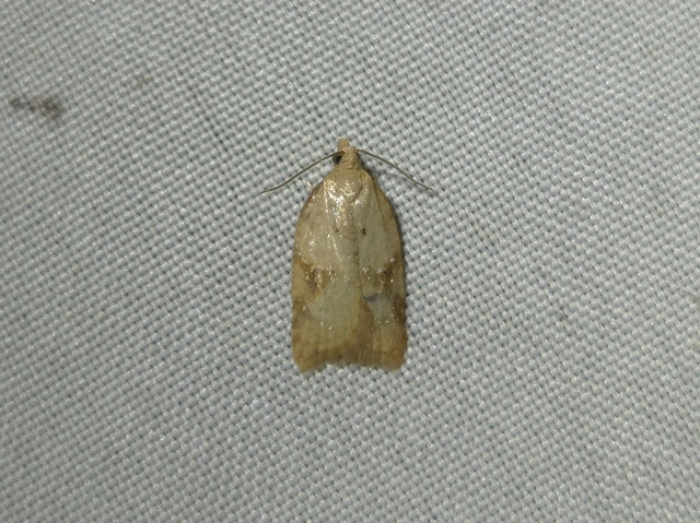 Acleris ferrugana - rozsdás levélmoly