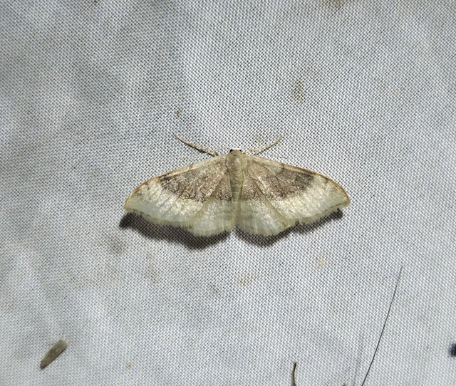 Idaea degeneraria - barnasávos araszoló