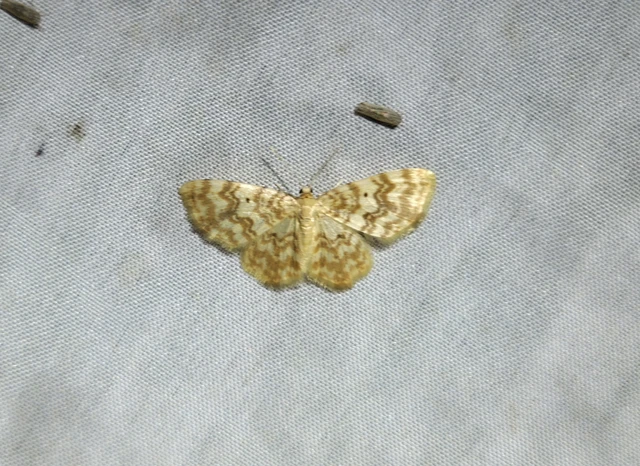 Hydrelia flammeolaria - narancssárga araszoló