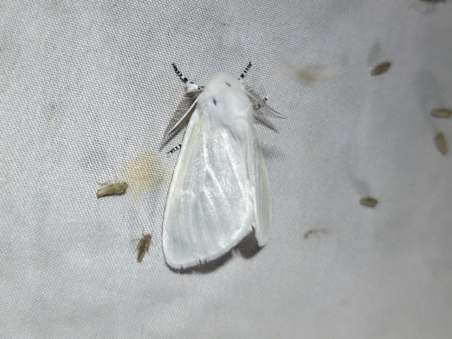 Leucoma salicis - fűzfaszövő