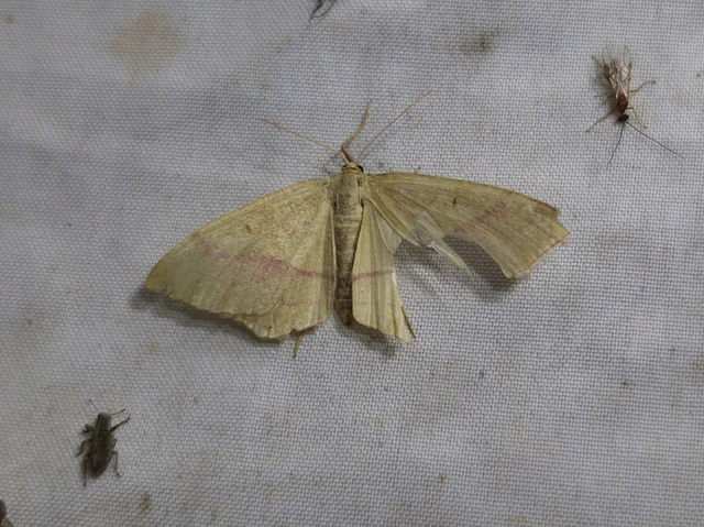 Rhodostrophia vibicaria - pirosszélű araszoló