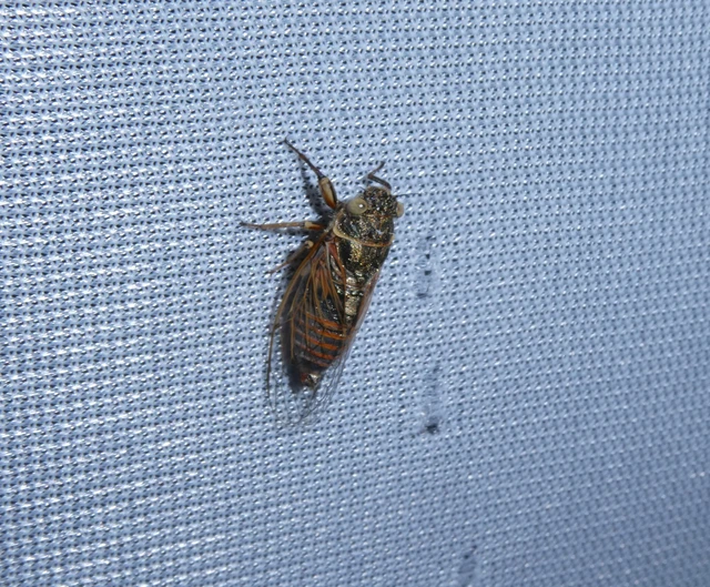 Cicadidae - énekeskabócák
