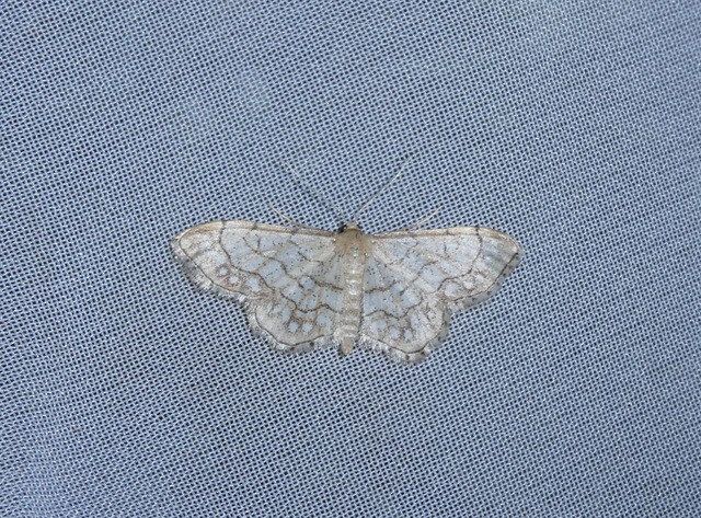 Idaea moniliata - gyöngyös apróaraszoló