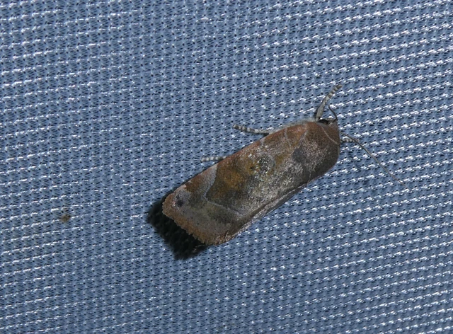 Cosmia affinis - barna lombbagoly