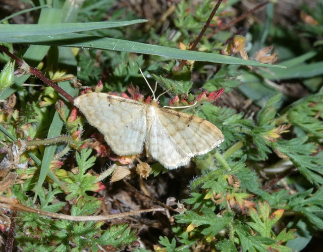 Idaea fuscovenosa - szürkeszélű apróaraszoló