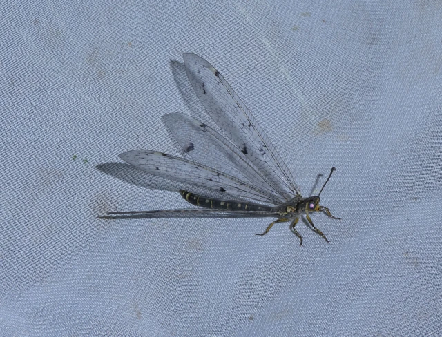 Distoleon tetragrammicus - négyfoltos hangyaleső