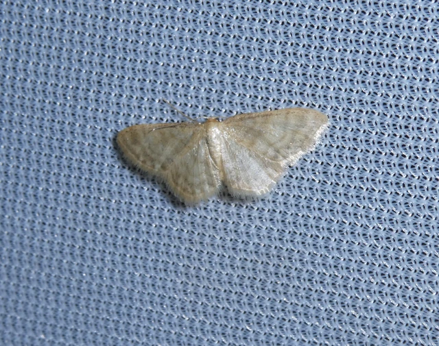 Idaea dilutaria - napvirág-apróaraszoló