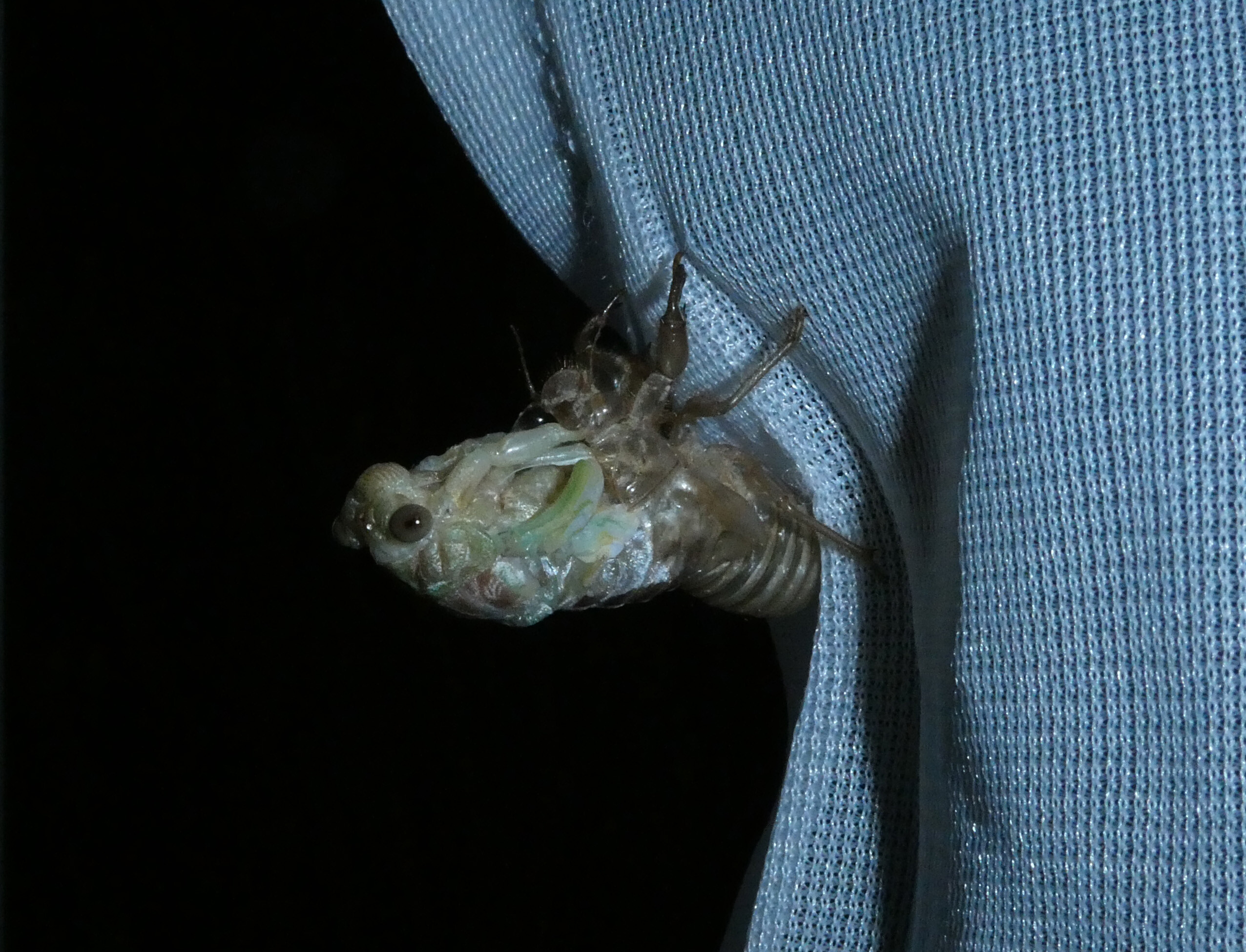 Cicada orni - mannakabóca