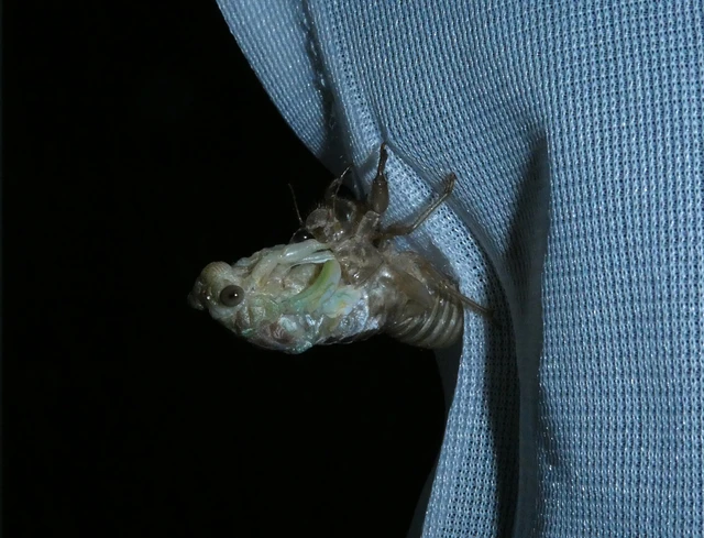 Cicada orni - mannakabóca