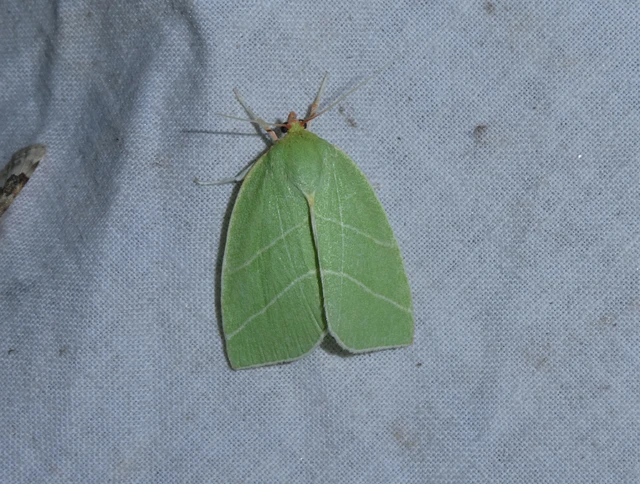 Bena bicolorana - tölgyfa-zöldbagoly