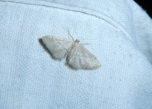 Idaea obsoletaria rufularia - sárgás apróaraszoló