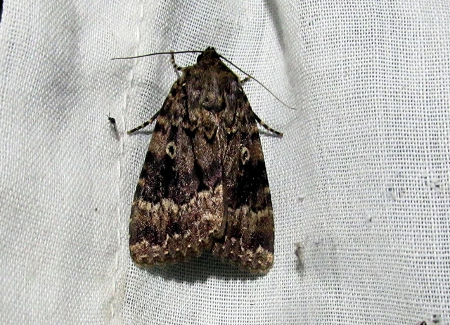 Amphipyra berbera svensoni - rezesszárnyú bagoly