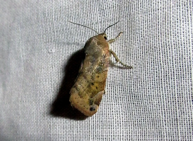 Cosmia affinis - barna lombbagoly