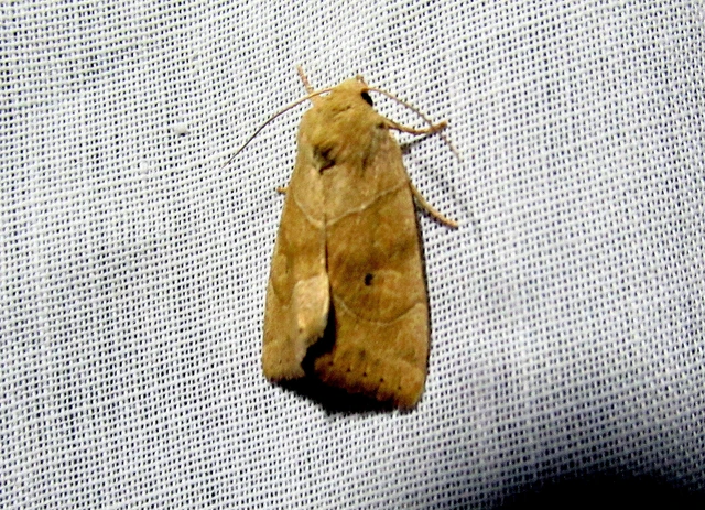 Cosmia trapezina - közönséges lombbagoly