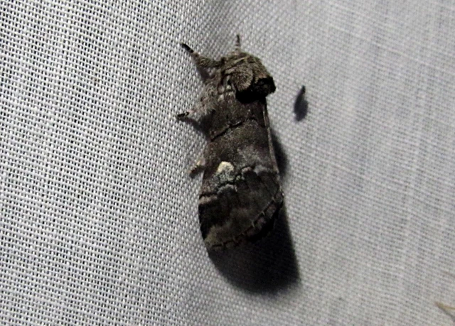 Drymonia querna - tölgyfa-púposszövő