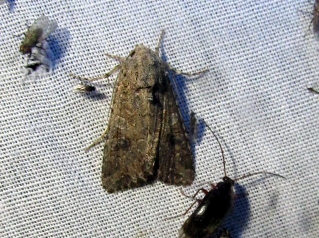 Hadula trifolii - lóherebagoly