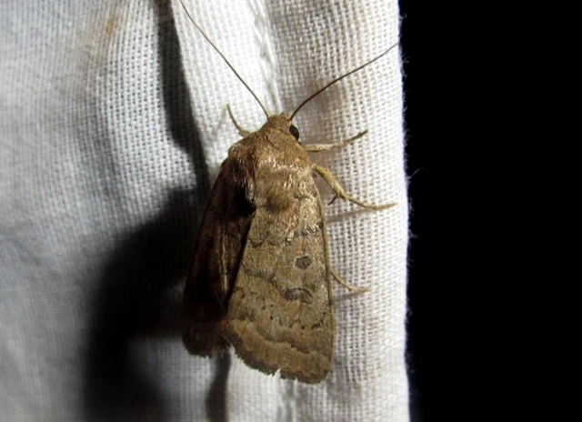 Hoplodrina
