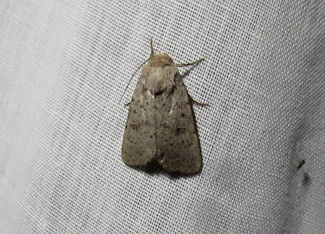 Hoplodrina respersa - bogáncs-selymesbagoly