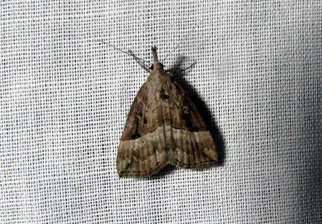 Hypena rostralis - közönséges karcsúbagoly