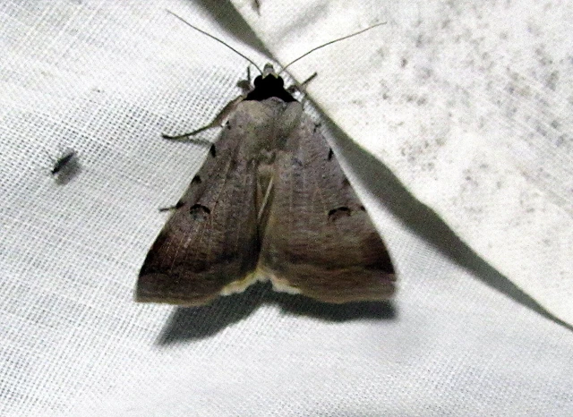 Lygephila craccae - gyakori csüdfűbagoly