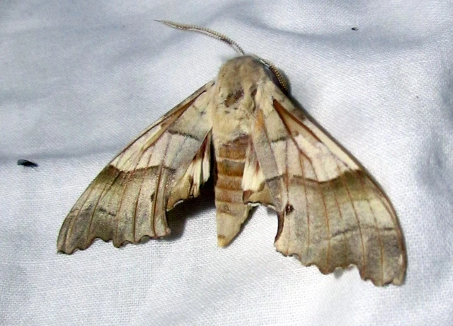 Marumba quercus - tölgyfaszender