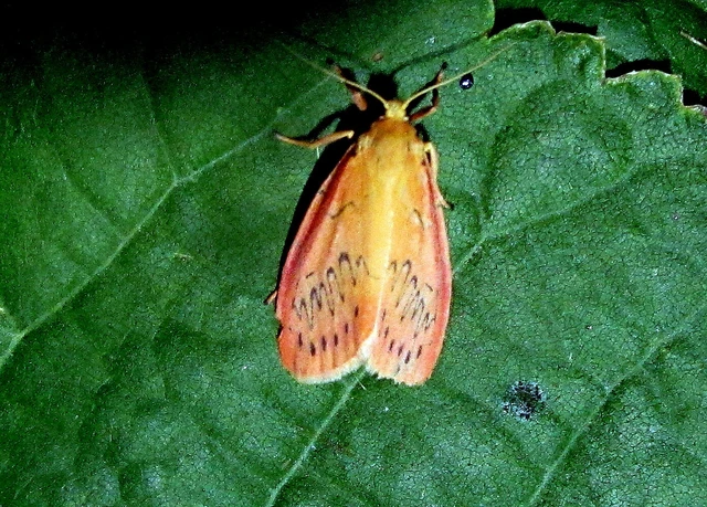 Miltochrista miniata - piros medvelepke