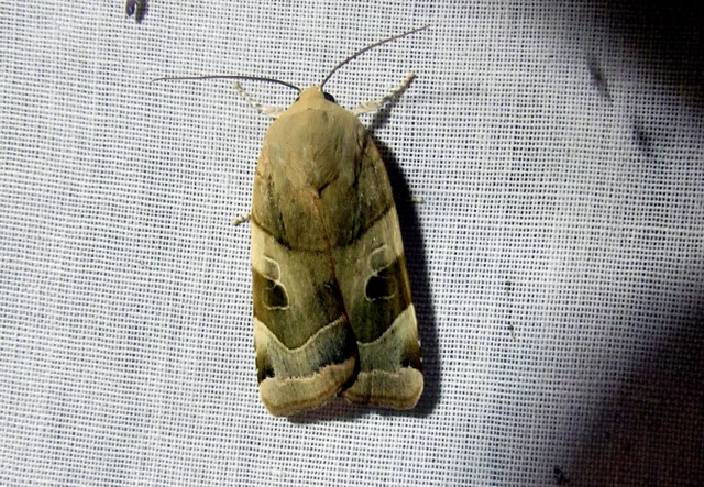 Noctua fimbriata - szélessávú sárgafűbagoly