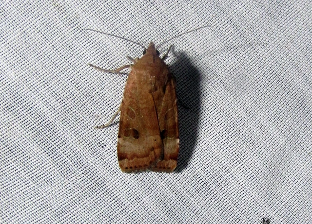 Noctua interposita - köztes sárgafűbagoly