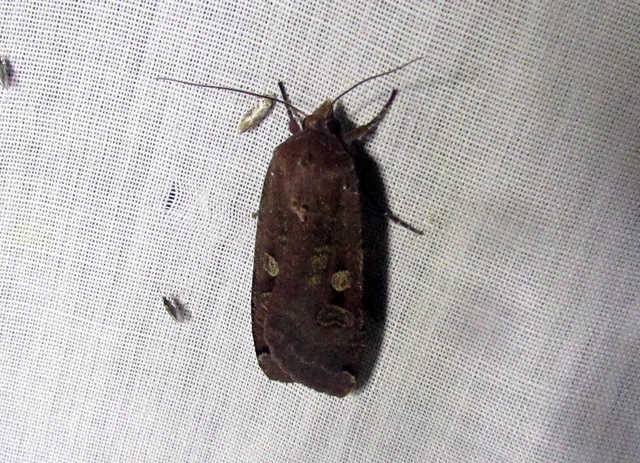 Noctua pronuba - nagy sárgafűbagoly