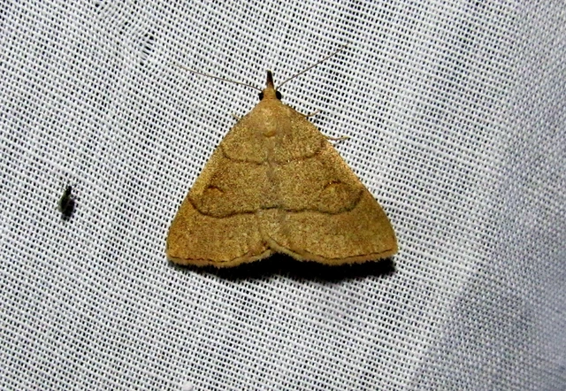 Paracolax tristalis - sárgás karcsúbagoly