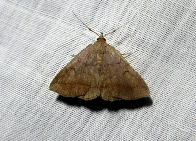 Zanclognatha lunalis - pelyheslábú karcsúbagoly