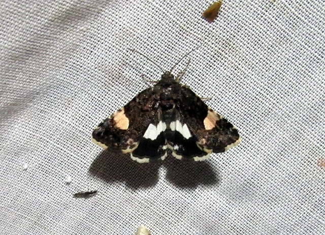 Tyta luctuosa - fekete nappalibagoly
