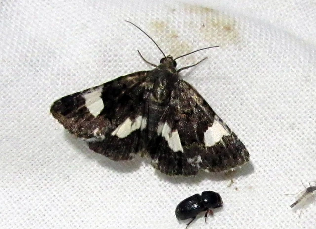 Tyta luctuosa - fekete nappalibagoly
